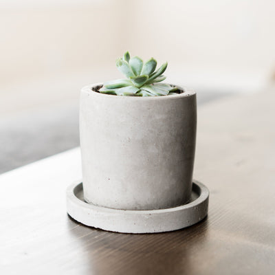 CONCRETE PLANTER DISH